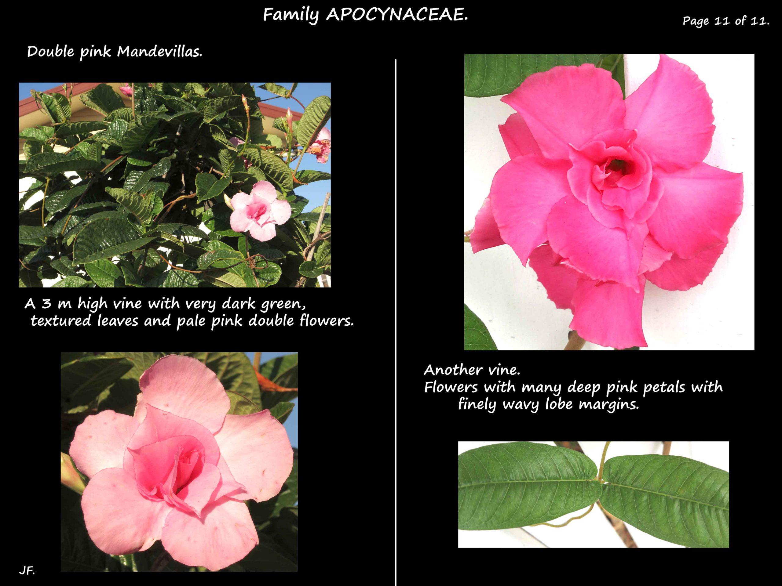 11 Double Pink Mandevilla